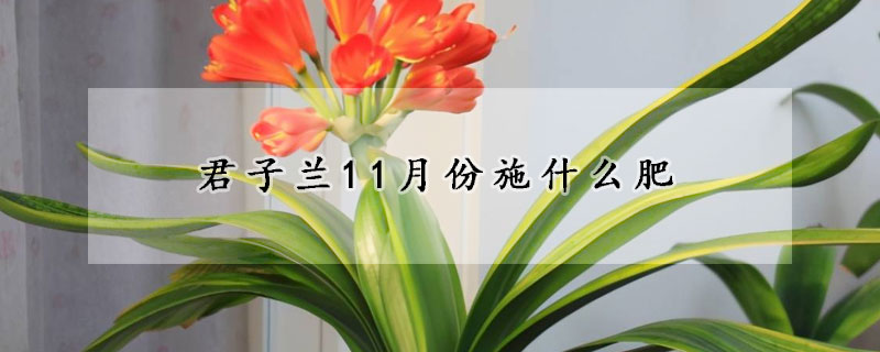 君子蘭11月份施什么肥