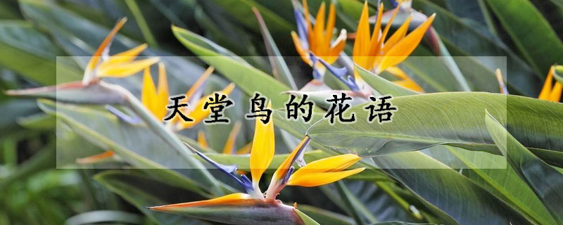 天堂鳥的花語