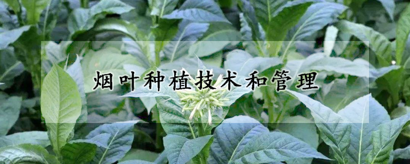 煙葉種植技術和管理