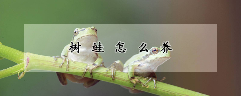 樹蛙怎么養(yǎng)