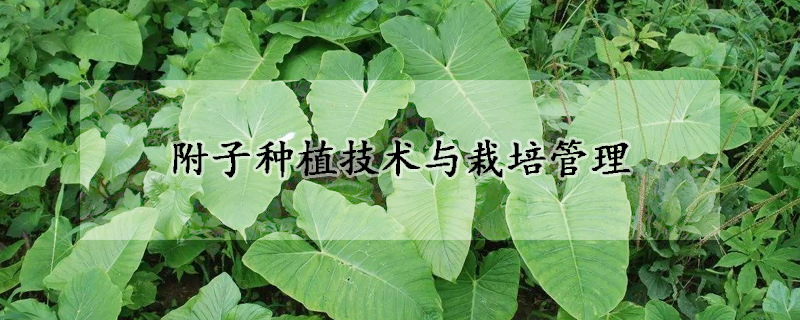 附子種植技術(shù)與栽培管理