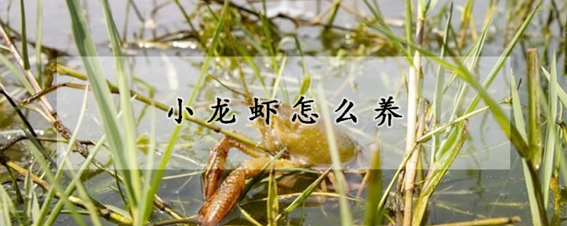 小龍蝦怎么養(yǎng)