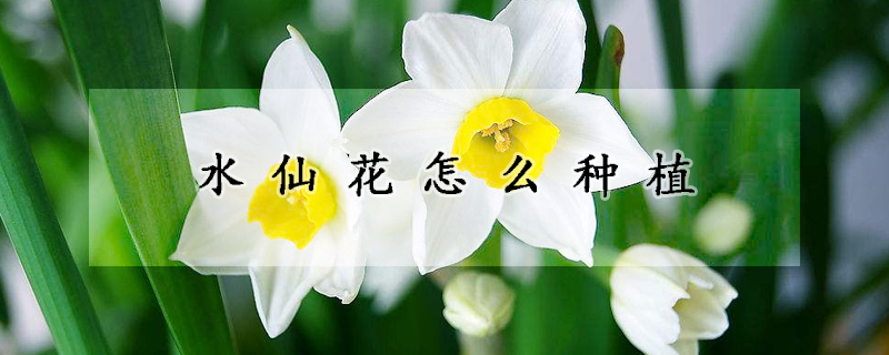 水仙花怎么種植