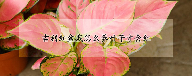 吉利紅盆栽怎么養(yǎng)葉子才會(huì)紅