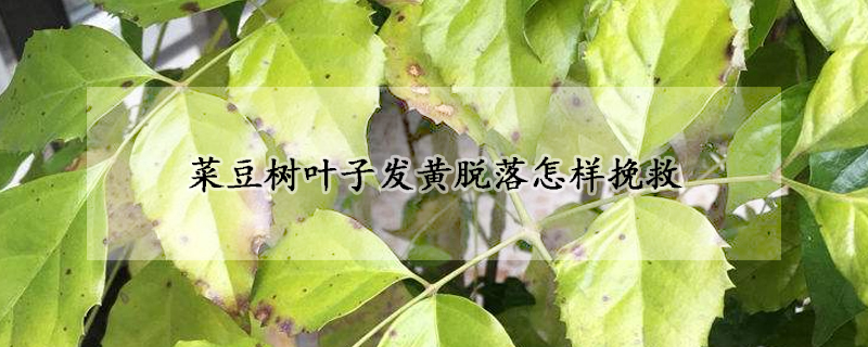 菜豆樹葉子發(fā)黃脫落怎樣挽救