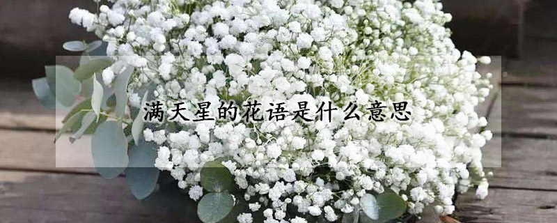 滿天星的花語是什么意思