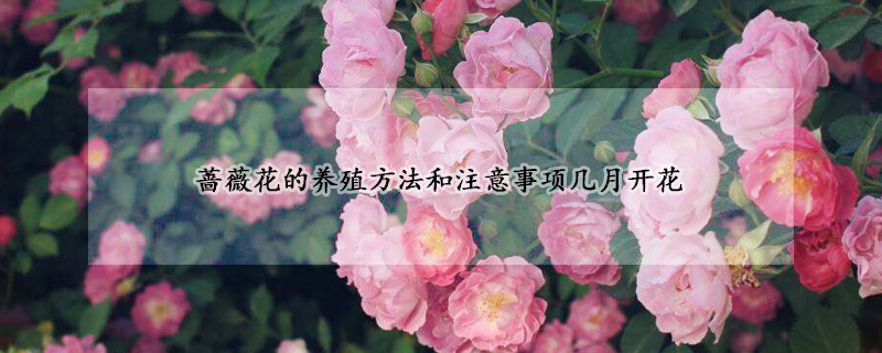 薔薇花的養(yǎng)殖方法和注意事項幾月開花