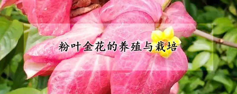 粉葉金花的養(yǎng)殖與栽培