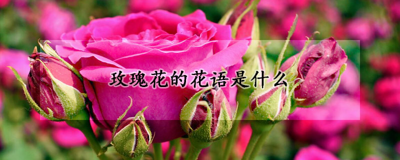 玫瑰花的花語是什么