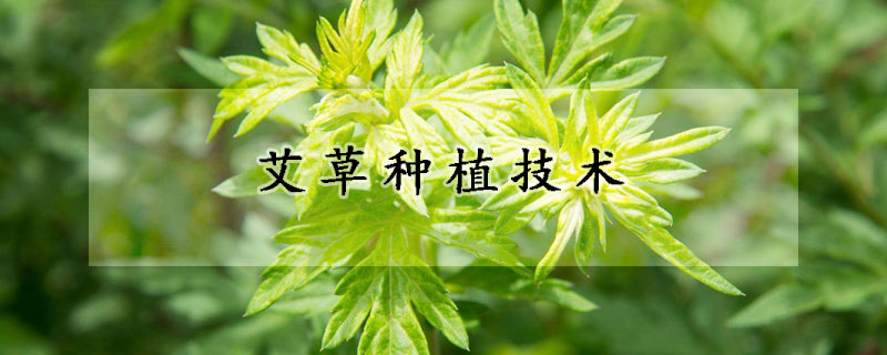 艾草種植技術(shù)