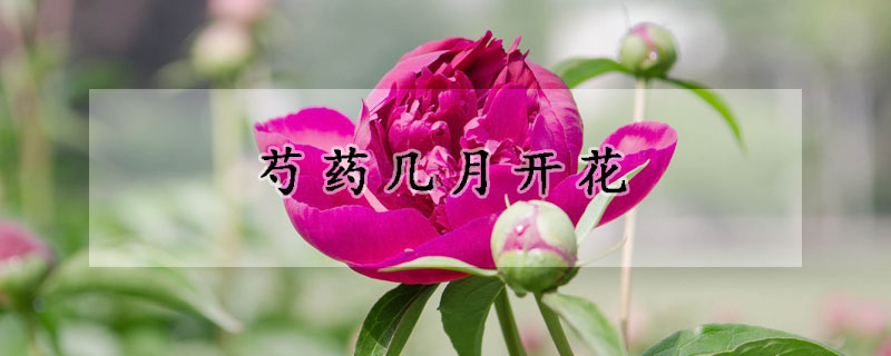 芍藥幾月開花