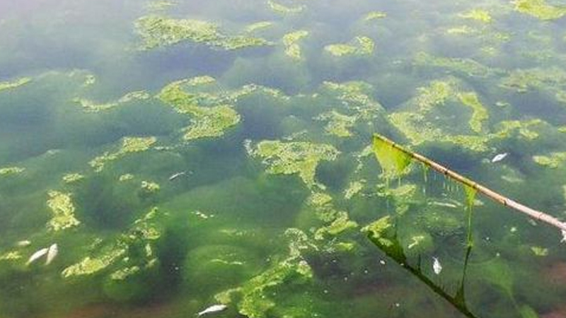 藍(lán)藻是植物嗎