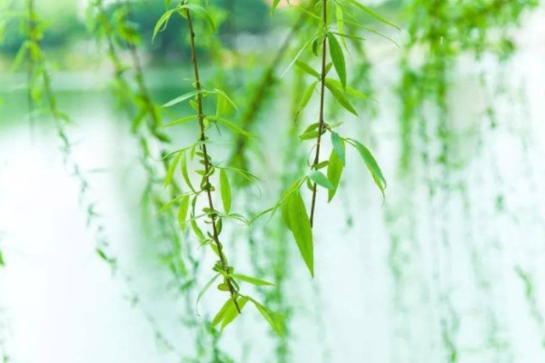 辟邪植物盆栽有哪些 種什么植物辟邪