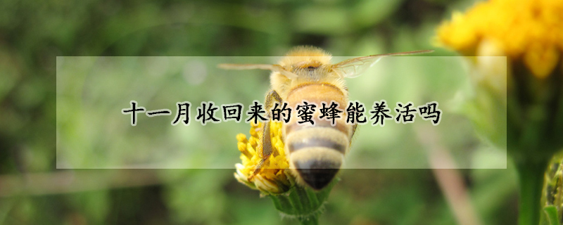 十一月收回來的蜜蜂能養(yǎng)活嗎