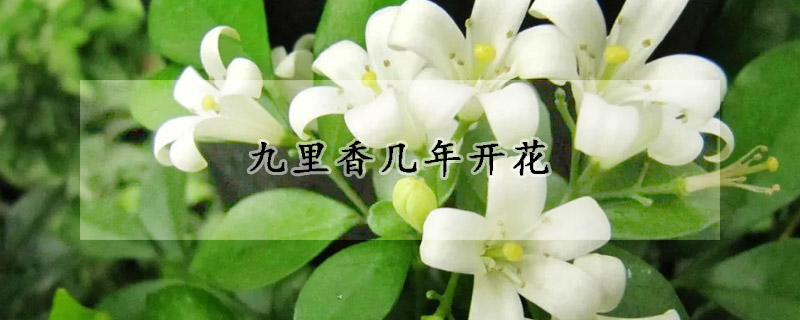 九里香幾年開花