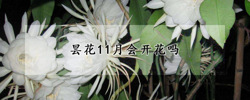 曇花11月會(huì)開花嗎