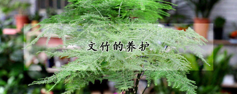 文竹的養(yǎng)護