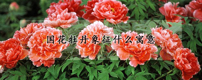 國(guó)花牡丹象征什么寓意