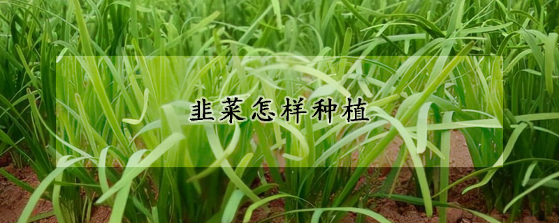 韭菜怎樣種植