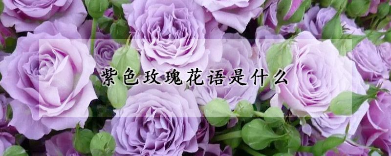 紫色玫瑰花語(yǔ)是什么