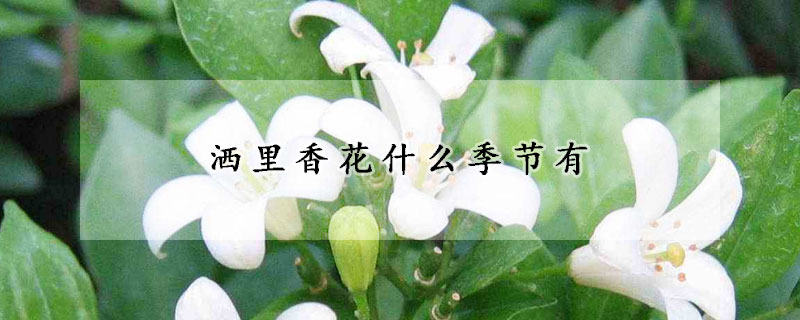 灑里香花什么季節有