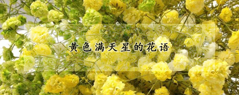 黃色滿(mǎn)天星的花語(yǔ)