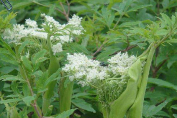 農(nóng)田常見100種雜草圖譜 農(nóng)田常見的雜草有哪些