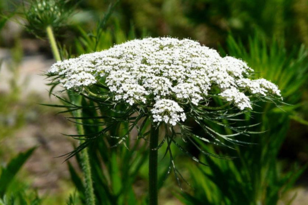 農(nóng)田常見100種雜草圖譜 農(nóng)田常見的雜草有哪些