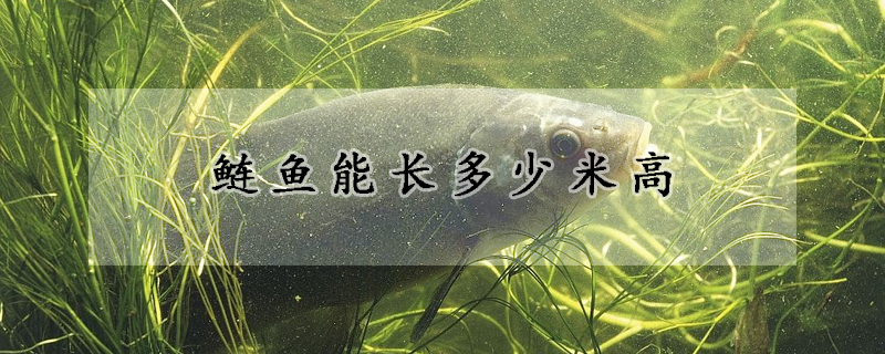 鰱魚(yú)能長(zhǎng)多少米高