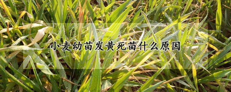 小麥幼苗發(fā)黃死苗什么原因