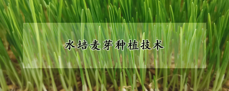 水培麥芽種植技術(shù)