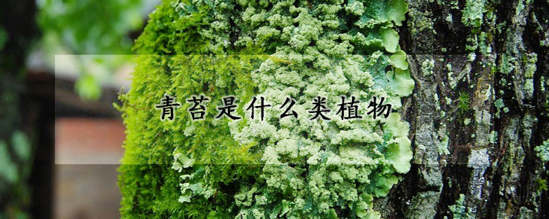 青苔是什么類植物