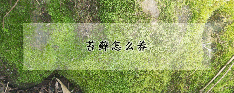 苔蘚怎么養(yǎng)