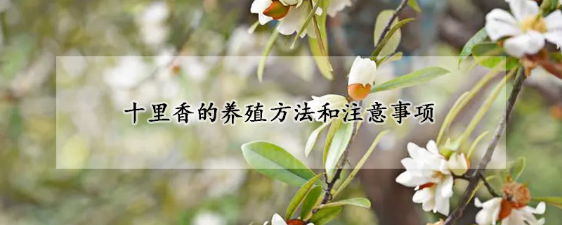 十里香的養(yǎng)殖方法和注意事項(xiàng)