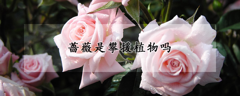 薔薇是攀援植物嗎