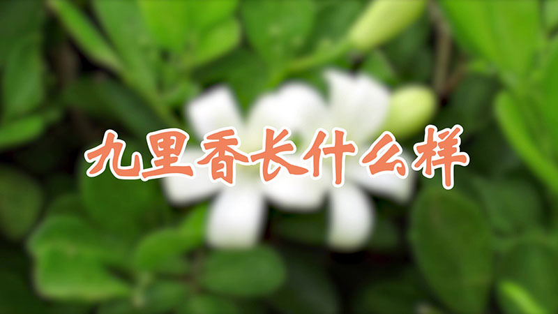 九里香長什么樣