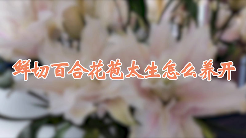 鮮切百合花苞太生怎么養開