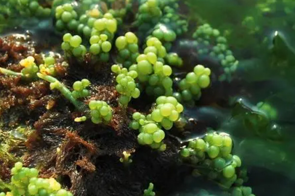 海里的植物有哪些