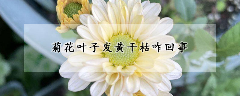 菊花葉子發(fā)黃干枯咋回事