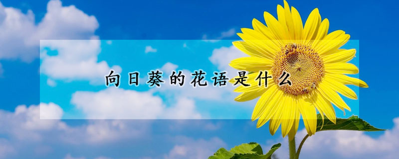 向日葵的花語(yǔ)是什么