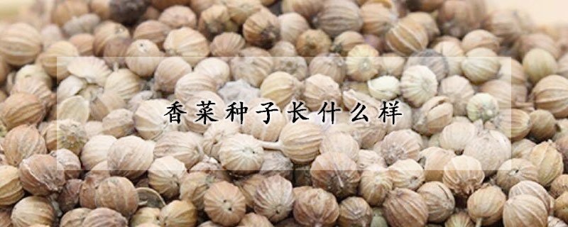 香菜種子長(zhǎng)什么樣