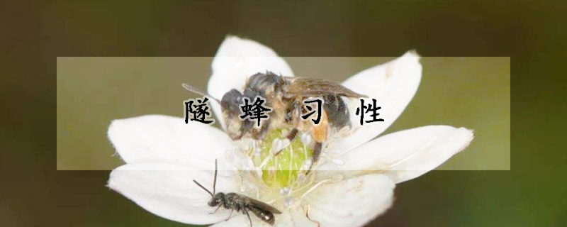 隧蜂習(xí)性