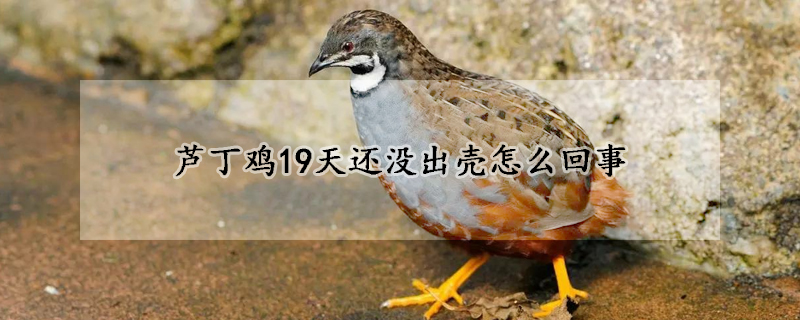 蘆丁雞19天還沒出殼怎么回事