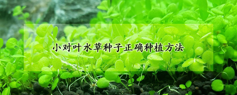 小對(duì)葉水草種子正確種植方法