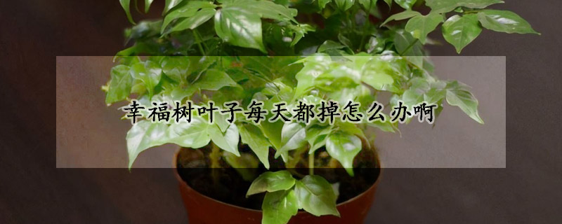 幸福樹葉子每天都掉怎么辦啊