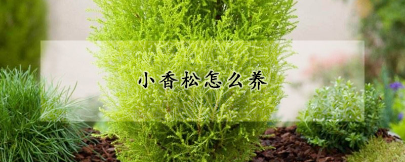 小香松怎么養(yǎng)