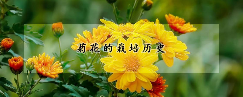 菊花的栽培歷史