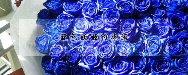 藍(lán)色妖姬的花語(yǔ)