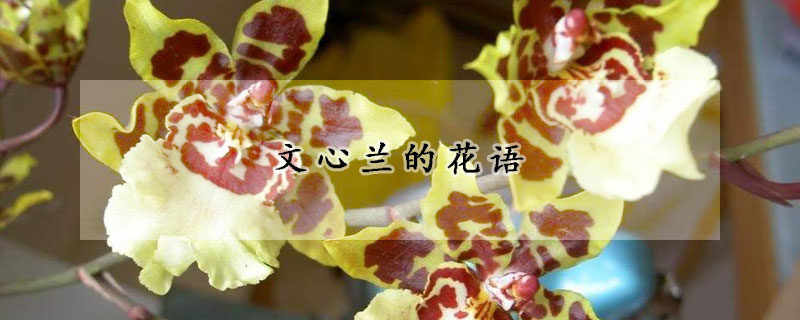 文心蘭的花語(yǔ)