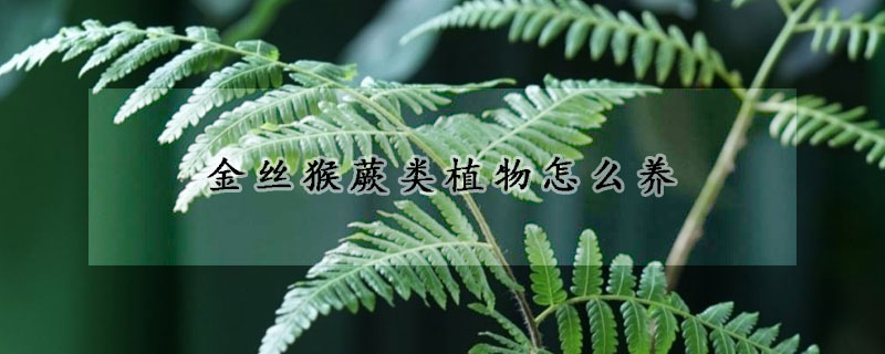 金絲猴蕨類植物怎么養(yǎng)